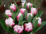 [Melrose 2006_0113Image0049.JPG]